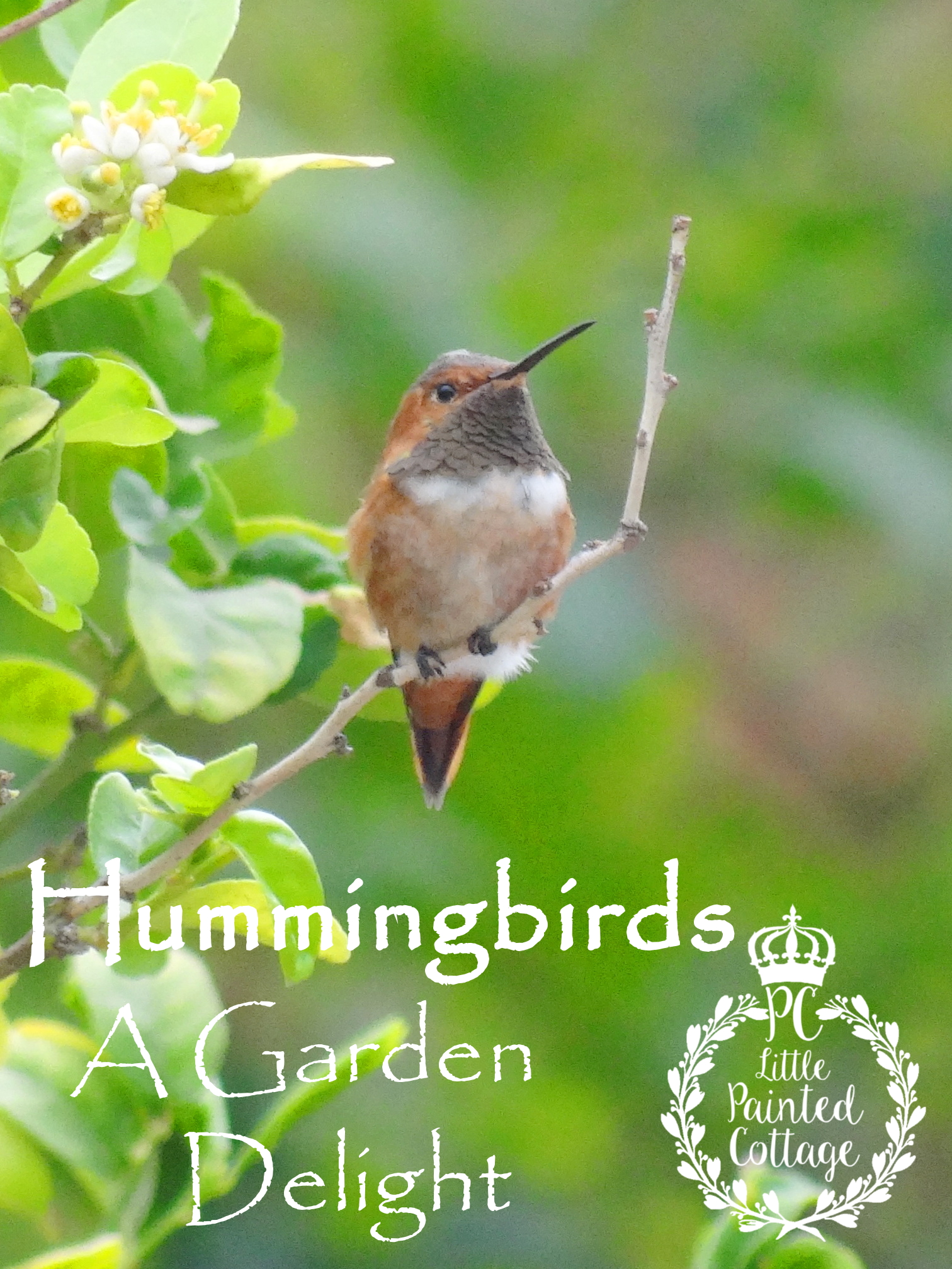 Painted Cottage Hummingbirds